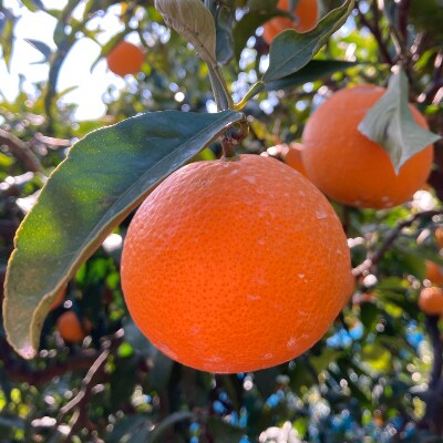 蜂久農園の美味しい　蜂久清見オレンジ　約10kg