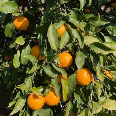 蜂久農園の美味しい　蜂久清見オレンジ　約10kg