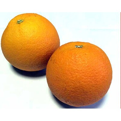 蜂久農園の美味しい国産ネーブル(9玉～15玉)赤秀　サイズおまかせ　約3キロ
