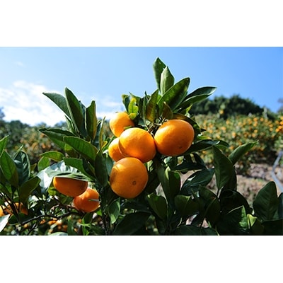 美味しい蜂久みかん　ご家庭用　約9キロ　サイズおまかせ(2S～2L)