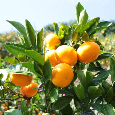 【11月下旬より発送】蜂久農園のご家庭用有田みかん　約5キロ　サイズおまかせ(2S～2L)