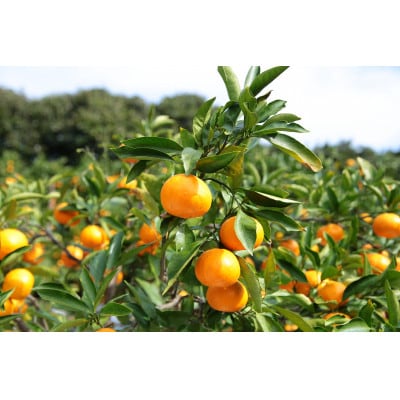 【発送月固定定期便】潮風と太陽で育った有田みかん　5K　おまかせ(2S～2L)【11月～1月】全3回