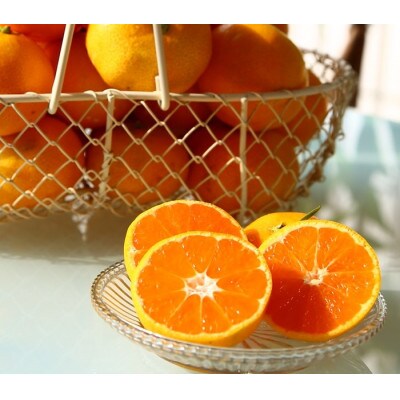 【発送月固定定期便】潮風と太陽で育った有田みかん　5K　おまかせ(S～L)【11月～1月】全3回