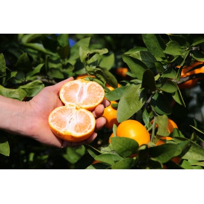 【発送月固定定期便】潮風と太陽で育った有田みかん10K　おまかせ(2S～2L)【11月～1月】全3回