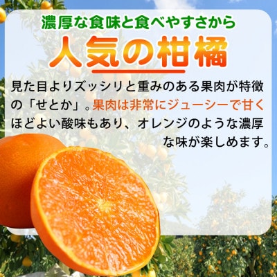 【先行受付】とろける食感!ジューシー柑橘　せとか　約3kg