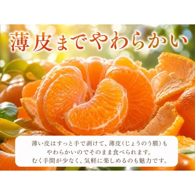 【先行予約】【2027年3月上旬より発送】とろける食感!ジューシー柑橘　せとか　約3kg