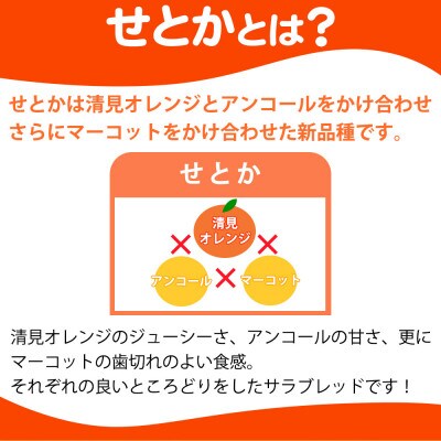 【先行受付】とろける食感!ジューシー柑橘　せとか　約3kg