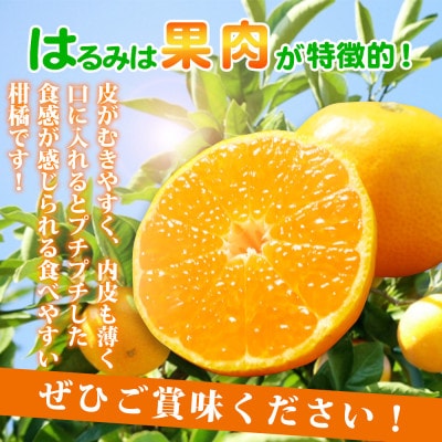 果肉ぷりぷり!!完熟はるみ5kg【2026年2月中旬より発送】