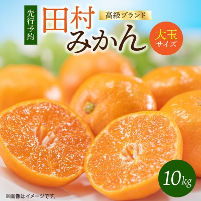 【2026年11月下旬より発送】【湯浅町】高級ブランド田村みかん　10kg　大玉サイズ