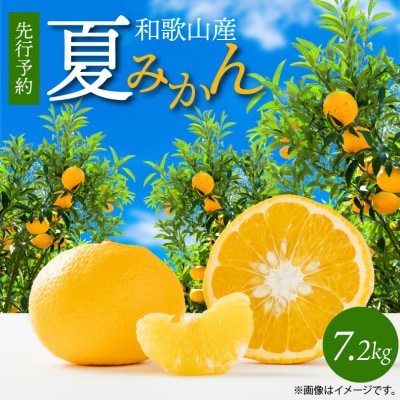 【2026年4月中旬より発送】夏みかん7.2kg