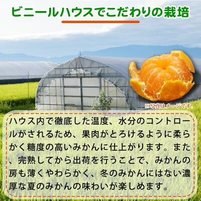 ＜先行受付＞【赤秀品】紀州和歌山ハウスみかん2.5kg　化粧箱入