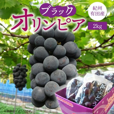 <先行受付>紀州有田産ブラックオリンピア(ハチミツぶどう)　約2kg
