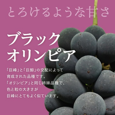 <先行受付>紀州有田産ブラックオリンピア(ハチミツぶどう)　約2kg