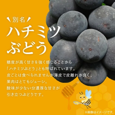 <先行受付>紀州有田産ブラックオリンピア(ハチミツぶどう)　約2kg