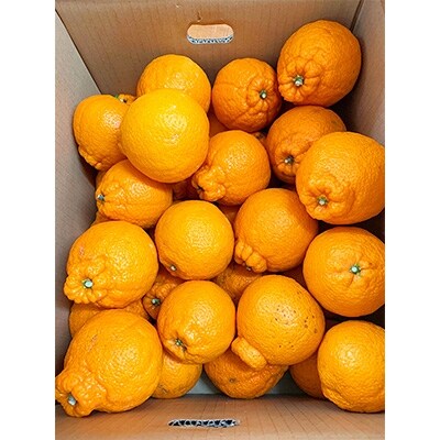 【2025年2月中旬発送】【ご家庭用】紀州有田産不知火(しらぬひ) 約8.5kg