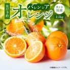 「2026年6月下旬より発送」秀品　希少な国産バレンシアオレンジ　2.5kg