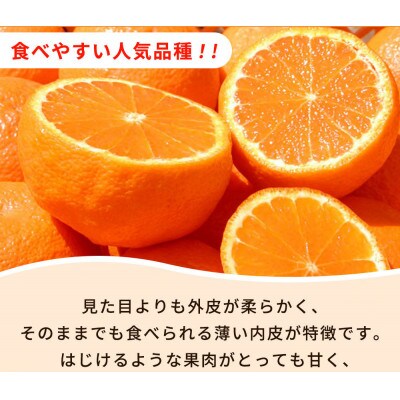 【2025年2月下旬発送】紀州有田産不知火(しらぬひ) 2.5kg