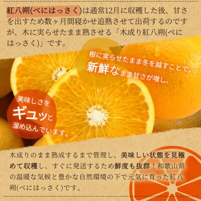 紀州有田産木成り完熟紅八朔8kg
