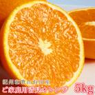 【ご家庭用訳アリ】紀州有田産　清見オレンジ　5kg