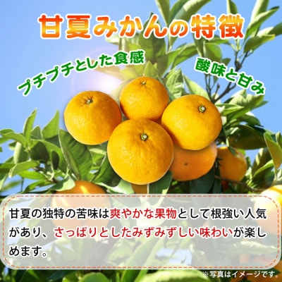 【ご家庭用訳あり】紀州有田産　すっきり爽やか　甘夏みかん　8kg