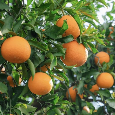 【2027年1月より順次発送】有田のはっさく【八朔】10kg 大玉(2L～4L)【まごころ手選別】