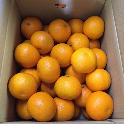 先行受付2027年1月より発送　和歌山産　八朔(はっさく) 10kg Mサイズ 【まごころ手選別】