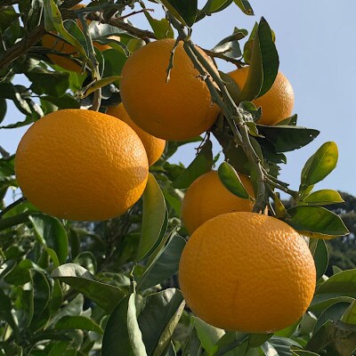 先行受付2027年1月より発送　和歌山産  八朔(はっさく)10kg 2Lサイズ 【まごころ手選別】
