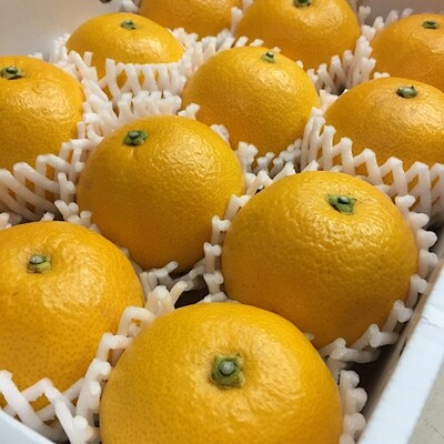 【まごころ手選別】和歌山産有田のはっさく化粧箱2Lサイズ12個入り