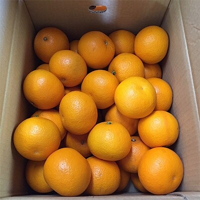 【まごころ手選別】和歌山産有田のはっさく10kg 大玉(L～3Lサイズ混合)