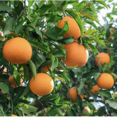 先行受付2027年1月より発送　和歌山産　八朔(はっさく) 化粧箱 12玉×2箱【まごころ手選別】