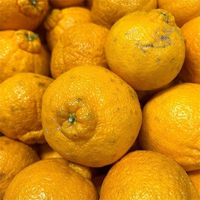 【まごころ手選別】和歌山産　有田の不知火(しらぬひ)約3kg(S～4Lサイズ混合)【家庭用】