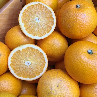 【まごころ手選別】和歌山県産　有田の八朔　6kg (S～4Lサイズ混合)家庭用【2026年発送】