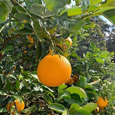【まごころ手選別】和歌山県産　有田の八朔　6kg (S～4Lサイズ混合)家庭用【2026年発送】