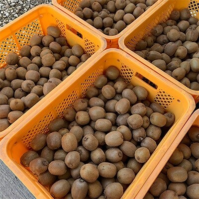 【まごころ手選別】和歌山産　キウイフルーツ　　2.4kg　秀品