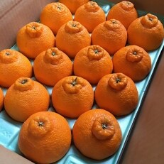 【まごころ手選別】和歌山産　有田の不知火(しらぬひ)　12玉～24玉　