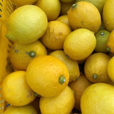 和歌山県産　レモン　約2kg　家庭用