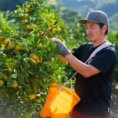先行受付【まごころ手選別】和歌山産有田みかん3kg家庭用(2S～2Lサイズ混合)