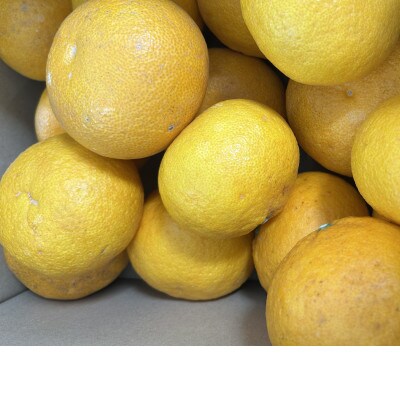 和歌山県産　夏みかん　5kg 秀品　S～3Lサイズ混合