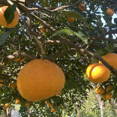 和歌山県産 夏みかん 3kg　家庭用　サイズ混合
