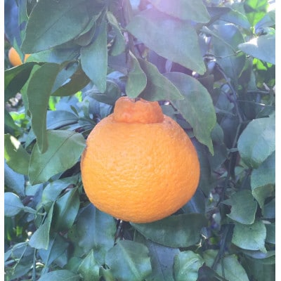 【まごころ手選別】和歌山産　不知火　約3kg(2S～4L混合)　家庭用【2027年2月より順次発送】