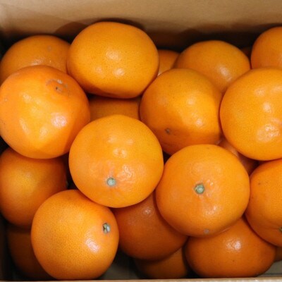 【2027年2月より順次発送】　和歌山県産　せとか　約5kg　秀品　【まごころ手選別】