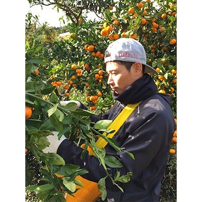 2021年10月発送開始『定期便』 和歌山産　有田みかん 家庭用全4回