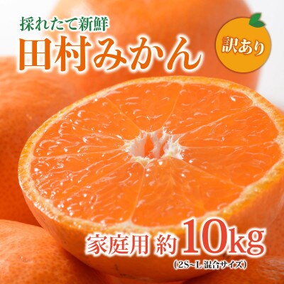 【先行受付】紀州グルメ市場の田村みかん 訳あり 家庭用 約10kg(2S～L・混合サイズ)