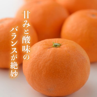 【先行受付】紀州グルメ市場の田村みかん 約5kg(Lサイズ)
