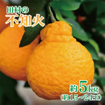 紀州グルメ市場の田村の不知火 約5kg(約15～24玉)