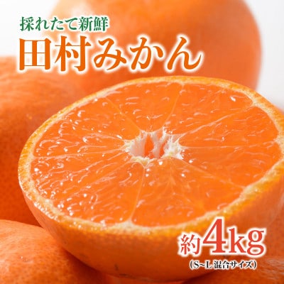【先行受付】紀州グルメ市場の田村みかん 約4kg(S～L・混合サイズ)