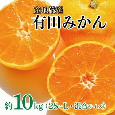 【先行受付】産地厳選 紀州グルメ市場の有田みかん 約10kg(2S～L・混合サイズ)