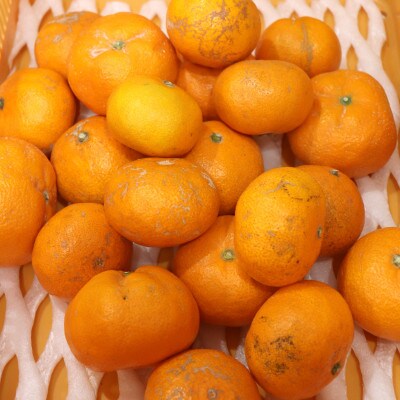 【先行受付】産地厳選 紀州グルメ市場の有田みかん 家庭用 約5kg(2S～2L・混合サイズ)