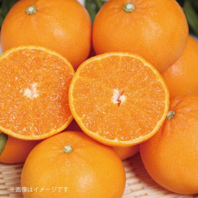 紀州グルメ市場のせとか 約3kg(S～L・混合サイズ)