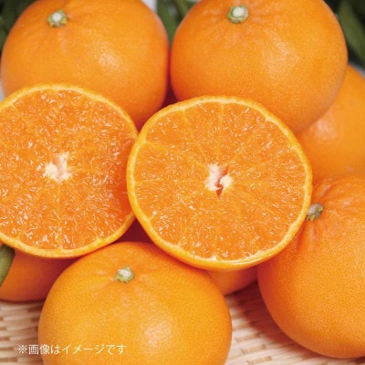 紀州グルメ市場のせとか 約5kg(S～L・混合サイズ)